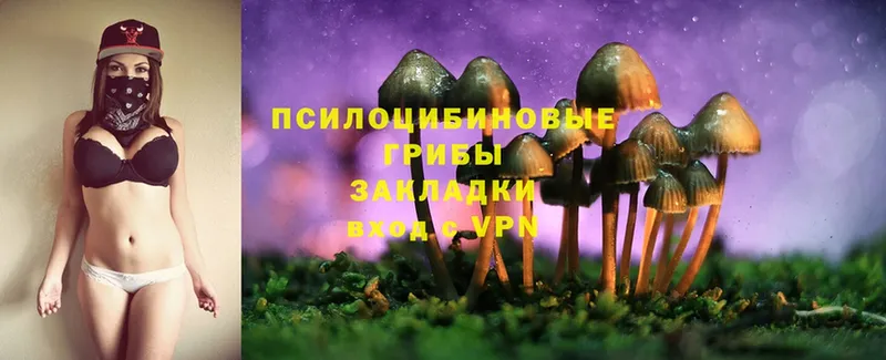 Галлюциногенные грибы Psilocybe  как найти наркотики  Ейск 